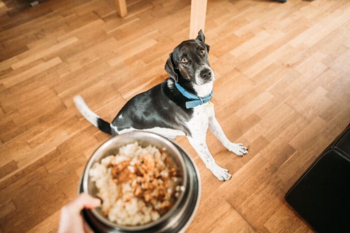 Nutrition for dogs is a bit of a mystery with the correct ration of carbohydrate, protein, and fats highly depending on the individual dog.