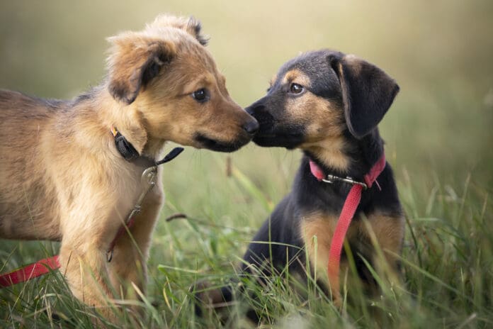 Dog kindergarten may risk infection, but it also offers advantages for socialization.