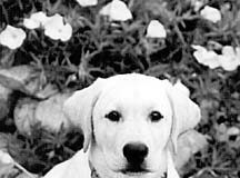 white lab