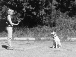 dog hand signal for stay