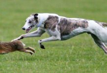 Canine predatory instincts can result in both desired and problem behaviors.