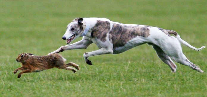 Canine predatory instincts can result in both desired and problem behaviors.