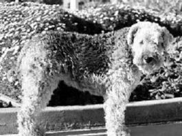 Herbal Remedies for Inflammatory Bowel Disease (IBD)