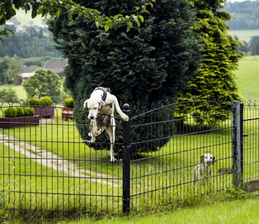 Runaway dogs have a penchant for escaping, regardless of how secure they may seem.