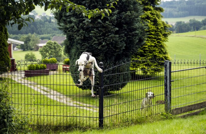 Runaway dogs have a penchant for escaping, regardless of how secure they may seem.