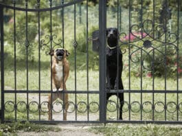 Neigbors complaining about dog barking may have a valid point.