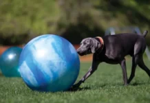 Treibball is an exciting new sport for herding dogs.