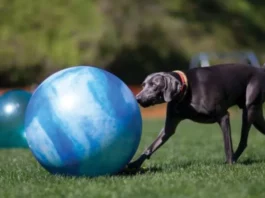 Treibball is an exciting new sport for herding dogs.