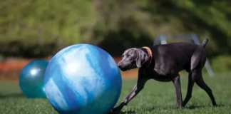 Treibball is an exciting new sport for herding dogs.