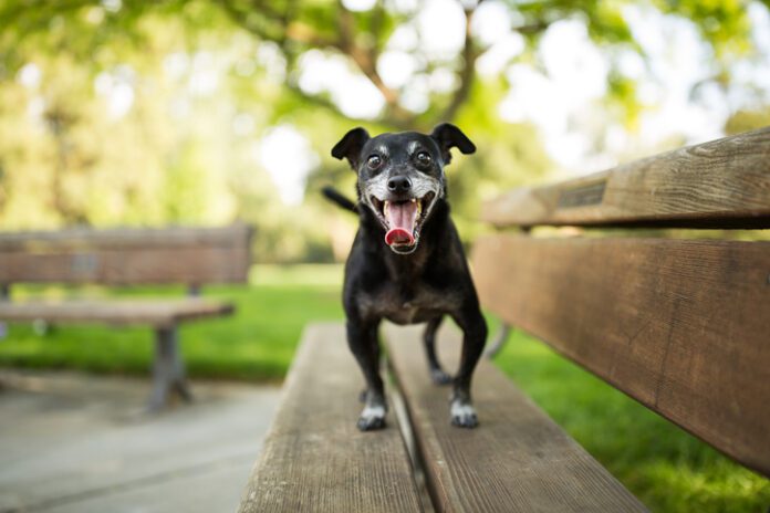 Training a high-energy dog can be a challenge if you don't find a way to engage that energy.