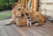 dog with small kitten