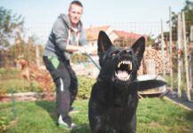 Modifying aggressive dog behavior is step-by-step process that requires dedication.