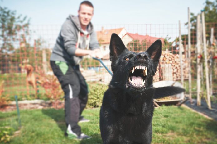 Modifying aggressive dog behavior is step-by-step process that requires dedication.