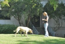 Games for Building Reliable Recall Behavior for Your Dog