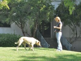 Games for Building Reliable Recall Behavior for Your Dog