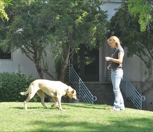 Games for Building Reliable Recall Behavior for Your Dog