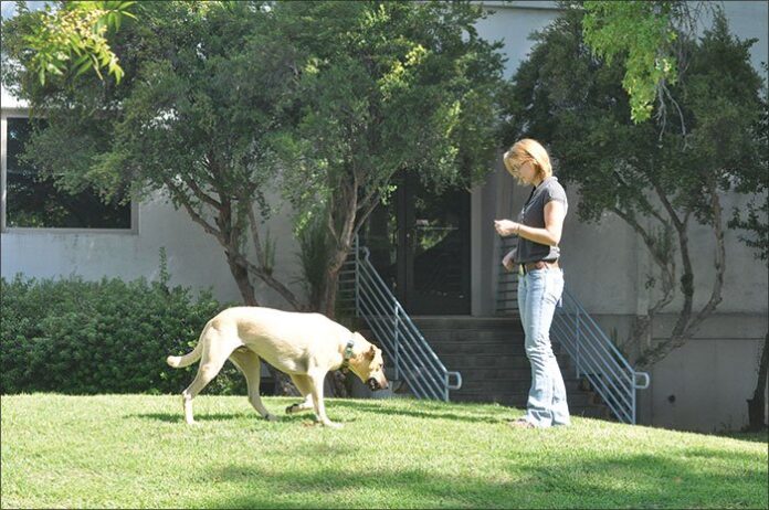 Games for Building Reliable Recall Behavior for Your Dog