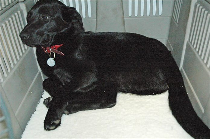 Black labrador