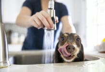 Tips for giving a dog a bath at home can help keep your dog calm and you a little bit dryer.