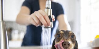 Tips for giving a dog a bath at home can help keep your dog calm and you a little bit dryer.