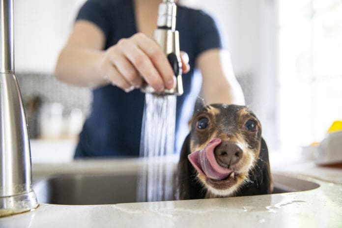 Tips for giving a dog a bath at home can help keep your dog calm and you a little bit dryer.