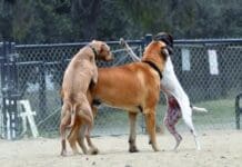 Confidence training may help your dog assert himself and avoid being a victim of humping.