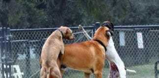 Confidence training may help your dog assert himself and avoid being a victim of humping.