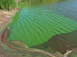 Pond scum and other algae can be toxic o dogs.