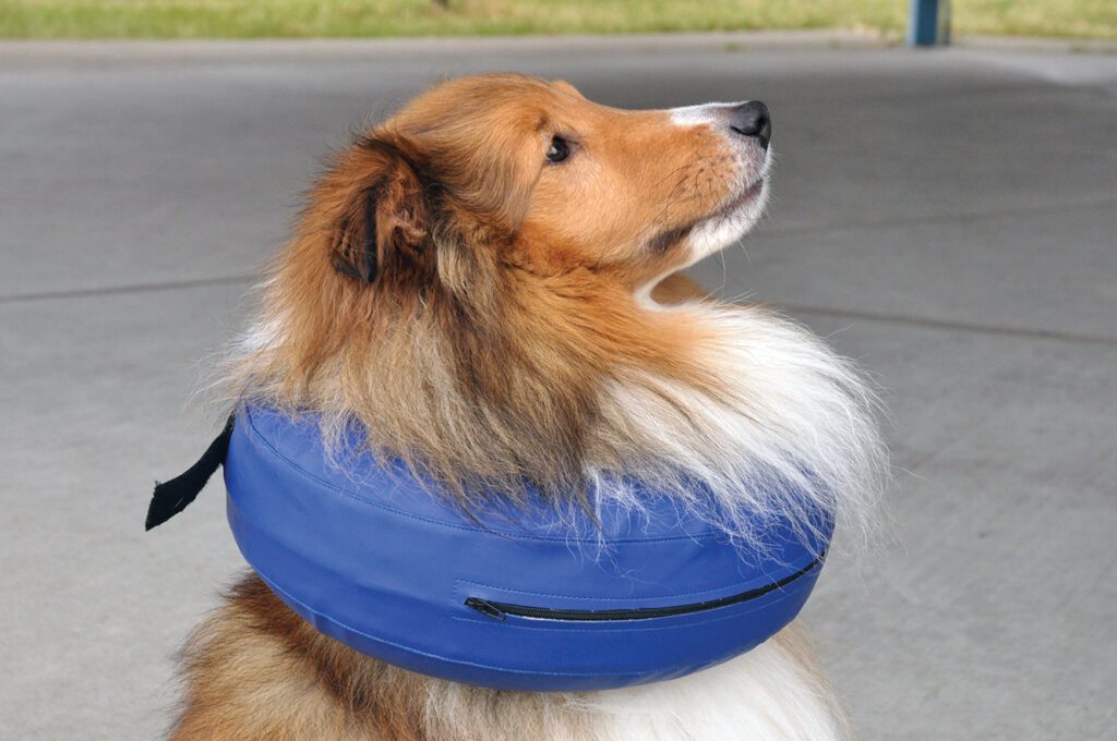 A dog with an donut shaped Elizabethan collar on
