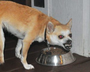 A small dog standing in front of a bowl of food snarls and bares his teeth