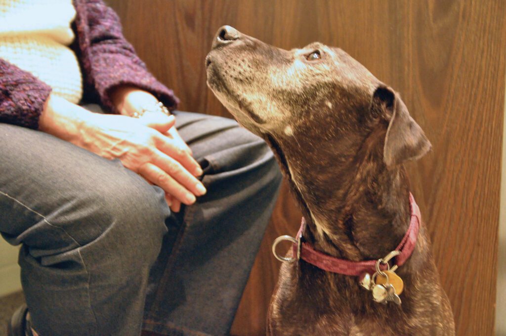 A senior dog looks lovingly at her owner in a vet clinic waiting room