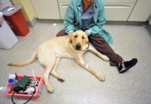 dog at vet pet insurance for vet emergencies