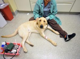 dog at vet pet insurance for vet emergencies