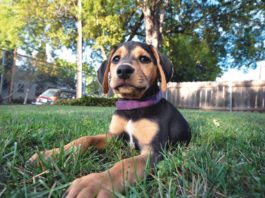 puppy lying in the grass