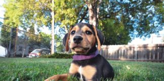 puppy lying in the grass