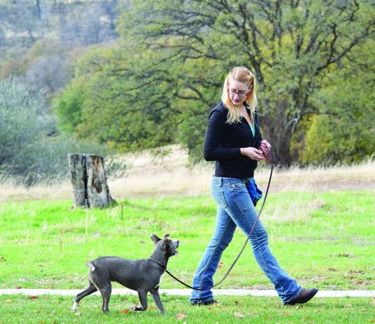 7 Steps to Leash-Train Your Puppy dog being walked