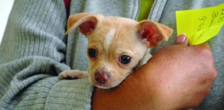 puppy being held