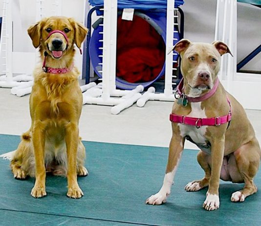 Dog Breed Stereotypes: Inaccurate and Damaging