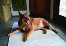weight loss tips for senior dogs
