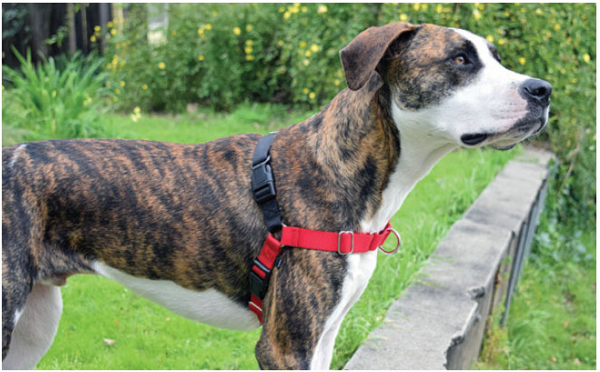 The Best Front Clip Dog Harnesses