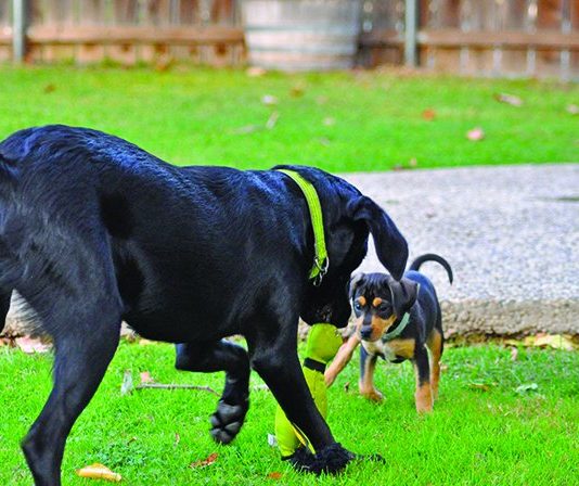 Puppy socialization is a key element for how your dog gets along with other dogs and people.