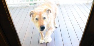 A dog scratches at a glass door