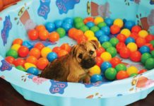 Puppy in kitty pool