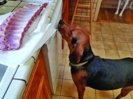Dog behavior modification can help with many of a problem's dog troublesome behaviors.