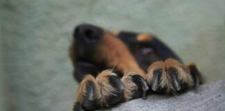 Dog toenails