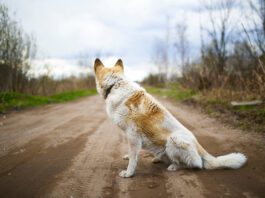 Teaching your dog to just walk a way can help keep you both safe.