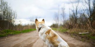 Teaching your dog to just walk a way can help keep you both safe.