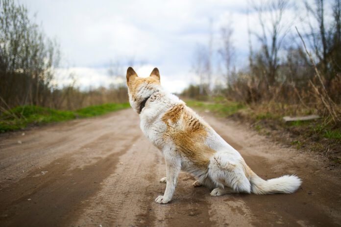 Teaching your dog to just walk a way can help keep you both safe.