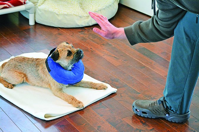 donut shaped recovery collar for dogs