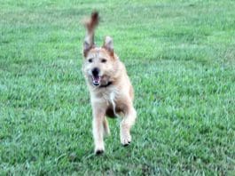 The difference between wait vs stay dog training is subtle but makes all the difference in your relationship with you dog.